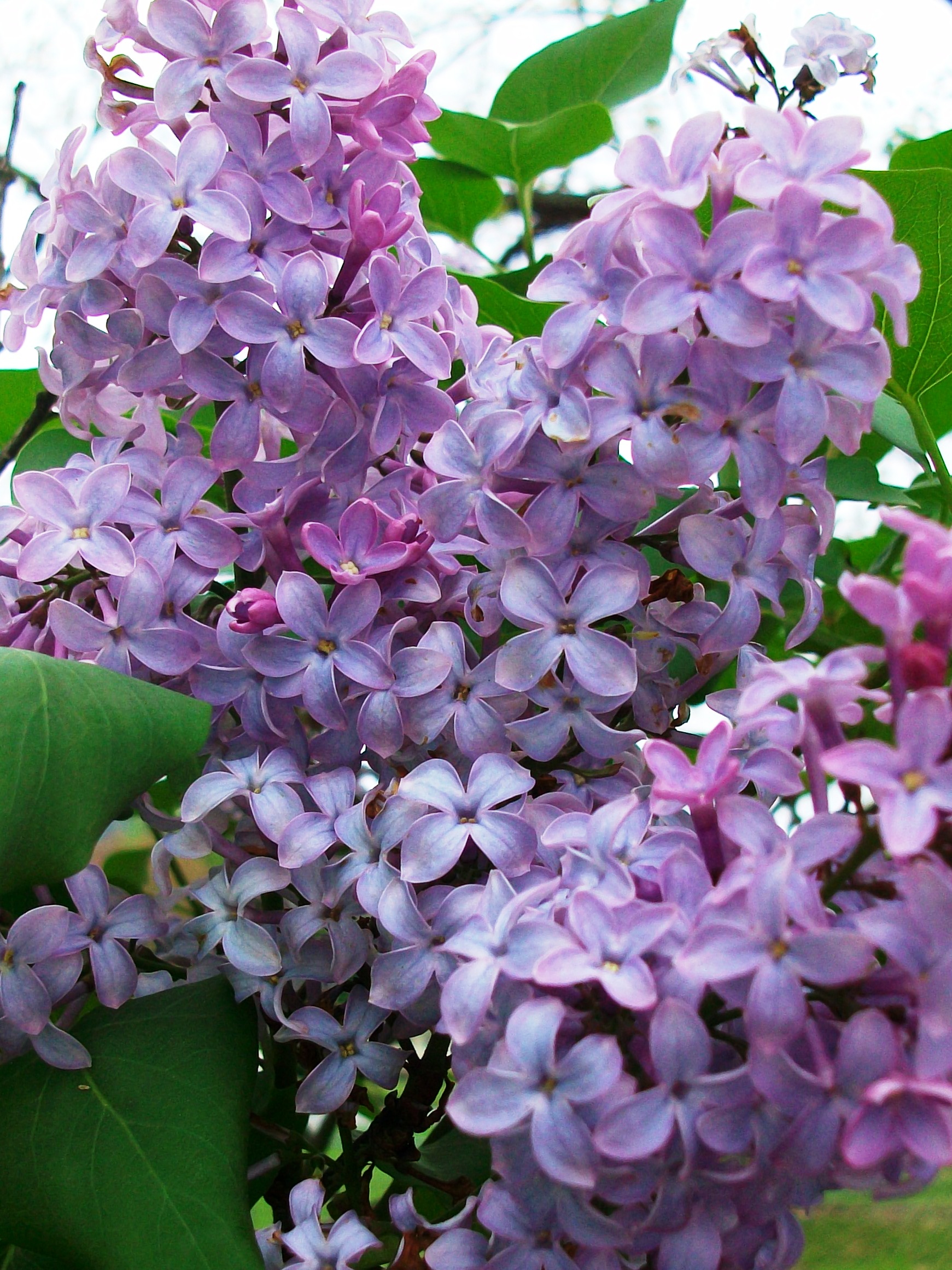 Melinda's lilacs 3x4